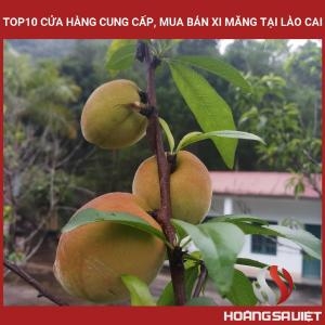 老街十大水泥供应和销售商店 老街十大水泥供应和销售商店