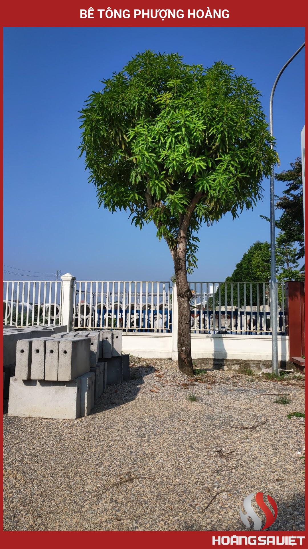 Bê Tông Phượng Hoàng Bê Tông Phượng Hoàng