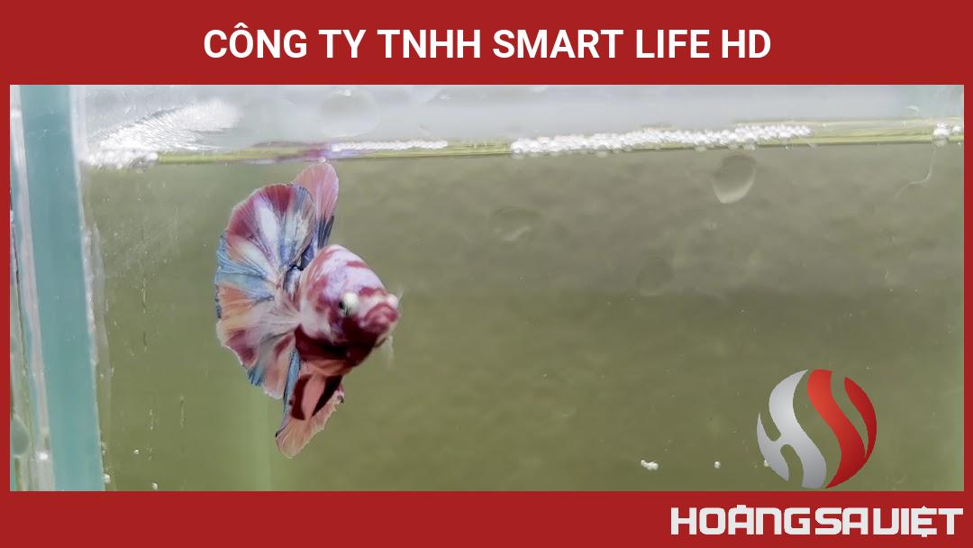 Công Ty TNHH SMART LIFE HD Công Ty TNHH SMART LIFE HD