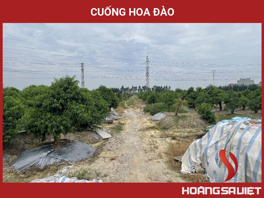Cuống Hoa đào Cuống Hoa đào