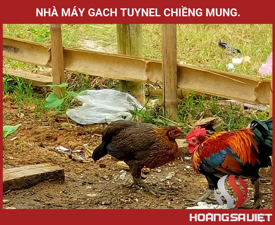 Nhà Máy Gach Tuynel Chiềng Mung. Nhà Máy Gach Tuynel Chiềng Mung.