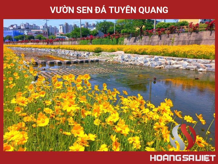 Vườn Sen Đá Tuyên Quang Vườn Sen Đá Tuyên Quang